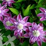 Favorite clematis  (Clematis 'Josephine')