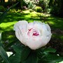 White blooming peony  (Peony Festiva Maxima)