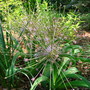 Blooming onion (Allium Schubertii)