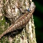 Eastern Fence Lizard