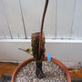 Sauromatum venosum - Voodoo Lily