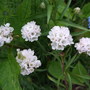 Armeria_maritima__alba_