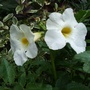Incarvillea delavayi 'Snowtops' (Incarvillea delavayi)