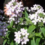 Hesperis  (Hesperis matronalis (Sweet rocket))