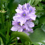 water hyacinth