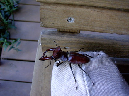 beetle resting on my swing