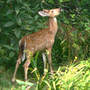 Fawn browsing back yard