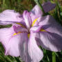 Dinnerplate Iris (Iris)
