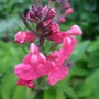 Salvia greggii 'Rosea' (Salvia greggii 'Rosea')