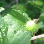 Gooseberry
