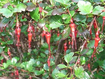 Ribes speciosum - close-up of the flowers (Ribes speciosum)