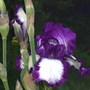 Iris "Steppin Out" (Iris)