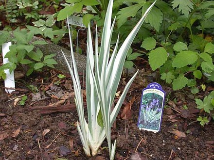 Variegated Sweet Iris, no blooms (Iris Variegata Sweet)