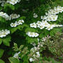 Viburnum_doublefile_w_weigela_closer_5-08-06_good_sm