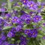 Garden_pics_030