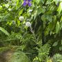 Garden_pics_041