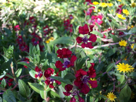 favorite mexican heather (cuphea x purpurea 'firefly')