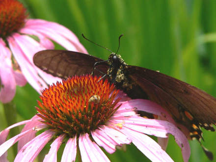Closer Look at Pollen (Rudbeckia purpurea)