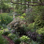 Spring_flowers_5-11-07_023