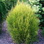 Thuja (Platycladus) orientalis 'Franky Boy' (Thuja (Platycladus) orientalis 'Franky Boy')