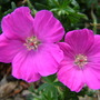 Geranium_sanguineum__shepherd_s_warning_