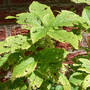 Nettle_wood_whole_plant_w_buds_8-22-06