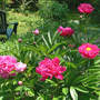 Peonies in the Garden (Paeonia)