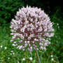 Garlic_bloom_6-24-07_good_sm