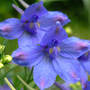 Delphinium_butterfly_blue_grandiflorum_5-18-07_exc_sm