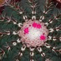 My Murray Catus is flowering!!