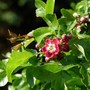Hawthorn