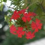 Red trailing verbena