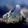 Snake_3_hatching8_headclose_8-23-04_exc