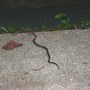 Snake_baby_racer_by_front_door_6-12-05