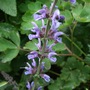 Salvia pratense