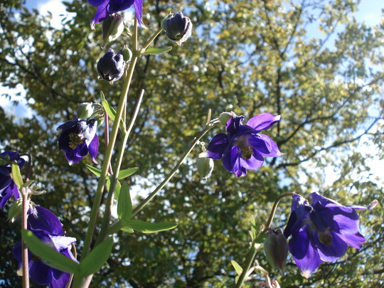 Aquilegia