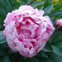 Peony about to bloom - June 2007 (Peony)