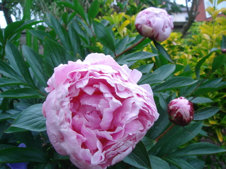 Peony & buds - June 2007 (Peony)