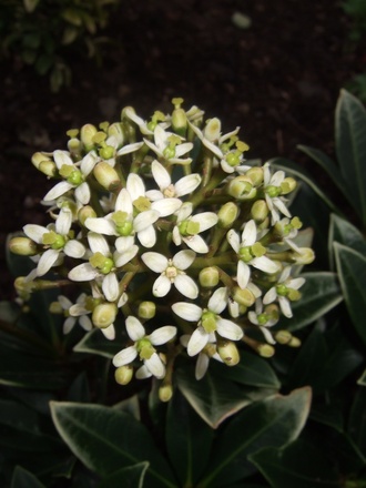 Skimmia japonica 'Nymans' (Skimmia japonica 'Nymans')