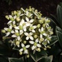 Skimmia_kaponica__nymans_
