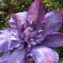 Clematis__vyvyan_pennell_