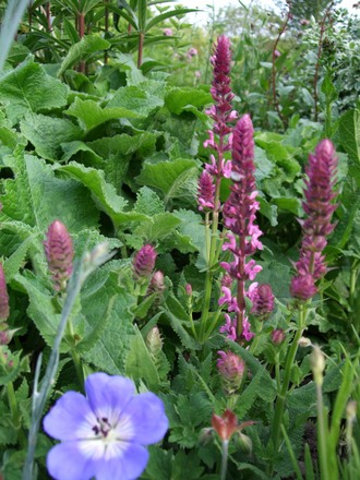 Salvia nemorosa 'Pink Friesland' (Salvia nemorosa 'Pink Friesland')