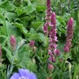 Salvia nemorosa 'Pink Friesland' (Salvia nemorosa 'Pink Friesland')