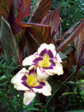 fav. color combo (daylily ,'canadian border patrol', and tropicana canna)