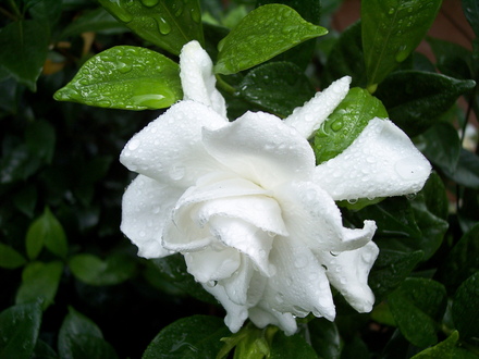 gardenia (gardenia 'Chuck Hayes')