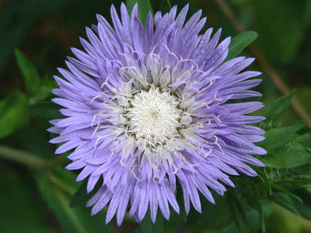 Stokes Aster 