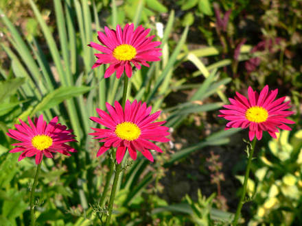 Hot pink Painted Daisy (Chrysanthemum carinatum unnamed Hot Pink)