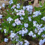 Forget_me_not_clump_4-22-06_good_sm