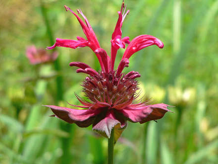 Monarda blooming (Monarda fistulosa (Beebalm))