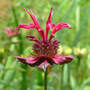 Bee_balm_red_open_6-28-07_exc_sm